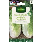 Chicore  feuilles amliore pain de sucre vilmorin