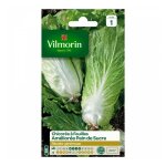 Chicore  feuilles amliore pain de sucre vilmorin