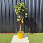 Citronnier citrus limon hauteur 140 cm