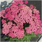 Achill�e millefeuille milly rock? rose / pot de 3l