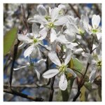 Am�lanchier du canada ? arbuste caduc jusqu'� 6m ? feuillage vert fonc�, jaune � pourpre ? fleurs blanches, ...