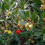 Arbousier, arbre aux fraises rubra / pot de 7, 5l