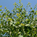 Arbre au caramel japonicum / pot de 7, 5l