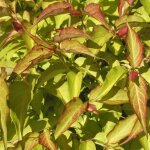 Arbre aux faisans golden lanterns� 'notbruce' / pot de 3l