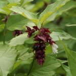 Arbre aux faisans purple rain / pot de 3l