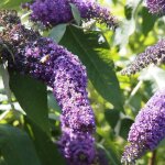 Arbre aux papillons davidii empire blue / pot de 7, 5l