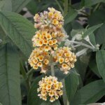 Arbre aux papillons sungold / pot de 4l