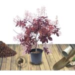 Plantes avenue - arbre  perruque x dummeri grace / pot de 7, 5l