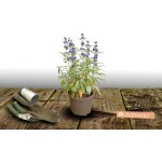 Caryopteris grand bleu® 'inoveris' / pot de 3l Caryopteris grand bleu® 'inoveris' / pot de 3l