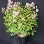 C�anothe, lilas de californie marie simon / pot de 3l