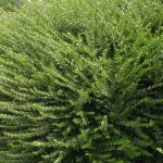 Chèvrefeuille à cupule mossgreen / pot de 3l Chèvrefeuille à cupule mossgreen / pot de 3l