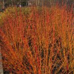 Cornouiller sanguin sanguinea midwinter fire | conditionnement: pot de 4l - 40 / 60 cm