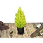 Cyprès de lambert, cyprès de monterey wilma / pot de 7, 5l Cyprès de lambert, cyprès de monterey wilma / pot de 7, 5l