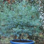 Eucalyptus gunnii france bleu� 'rengun' ? arbuste persistant � feuillage gris - bleut� ? croissance rapide ...