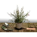 Fuchsia thom thumb / pot de 3l