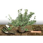Fusain de fortune emerald gaiety / pot de 3l Fusain de fortune emerald gaiety / pot de 3l