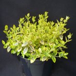 Fusain de fortune emerald'n gold / pot de 3l Fusain de fortune emerald'n gold / pot de 3l