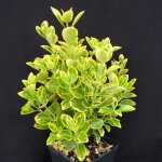 Fusain du japon aureomarginatus / pot de 3l Fusain du japon aureomarginatus / pot de 3l