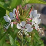 Gaura lindheimeri / pot de 3l Gaura lindheimeri / pot de 3l