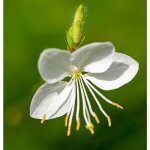 Gaura sel® belleza white / pot de 3l Gaura sel® belleza white / pot de 3l