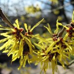 Hamam�lis, noisetier de sorci�re pallida / pot de 4l