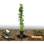 Cl�matite jackmanii jackmanii purpurea� 'zojapur' / pot de 3l