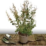Lilas des indes violet / pot de 7, 5l