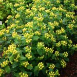 Millepertuis magical sunshine 'kolmasun' / pot de 3l