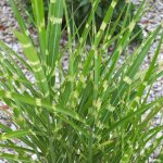 Miscanthus, roseau de chine zebrinus / godet Miscanthus, roseau de chine zebrinus / godet