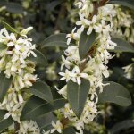 Osmanthe de burkwood / pot de 3l Osmanthe de burkwood / pot de 3l