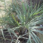 Plantes avenue - palmier bleu du mexique / pot de 70l