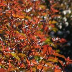 Plantes avenue - physocarpe � feuilles d'obier diable d'or� 'mindia' / pot de 4l