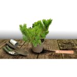 Pin de montagne nain gnom / pot de 3l