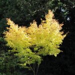 Plantes avenue - rable du japon senkaki / pot de 4l