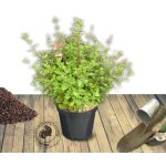 Sauge à petites feuilles royal bumble / pot de 7, 5l Sauge à petites feuilles royal bumble / pot de 7, 5l