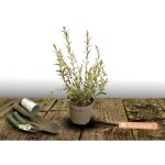 Saule crevette hakuro nishiki, salix / pot de 4l