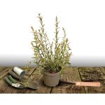 Saule crevette hakuro nishiki / pot de 7, 5l Saule crevette hakuro nishiki / pot de 7, 5l
