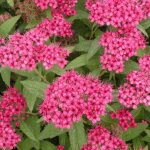 Spir�e du japon anthony waterer / pot de 7, 5l