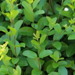 Tro�ne du japon / pot de 7, 5l