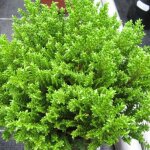 Véronique green globe / pot de 3l Véronique green globe / pot de 3l