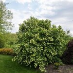 Viorne boule de neige / pot de 4l