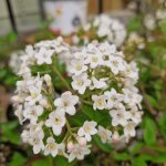 Viorne de burkwood / pot de 3l