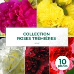 Collection de 10 roses tr�mi�res