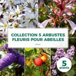Collection 5 arbustes fleuris Collection 5 arbustes fleuris