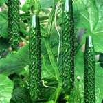 Concombres verts thorny green ? 2 packs graines de l�gumes 40 graines par sachet pour plantation jardin ...
