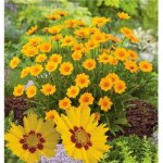 Coreopsis rotkelchen - plante vivace - 3 godets
