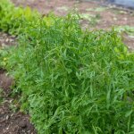 Cresson al�nois fris� vilmorin