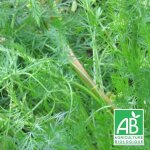 Cumin des pr�s, carvi bio / godet