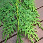 Cypr�s de leyland, cupressocyparis leylandii / pot de 12l