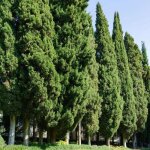 Cyprès de provence (cupressus sempervirens) Cyprès de provence (cupressus sempervirens)